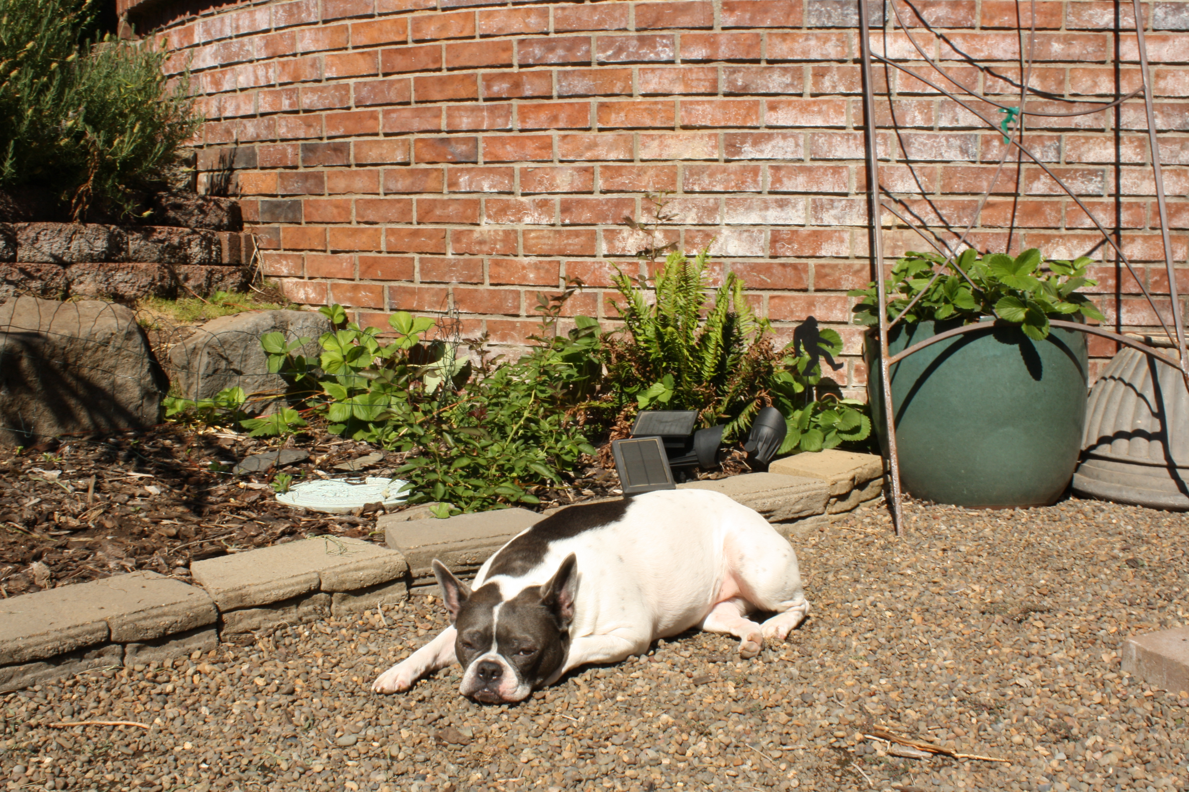 Storytelling Photo of Oreo