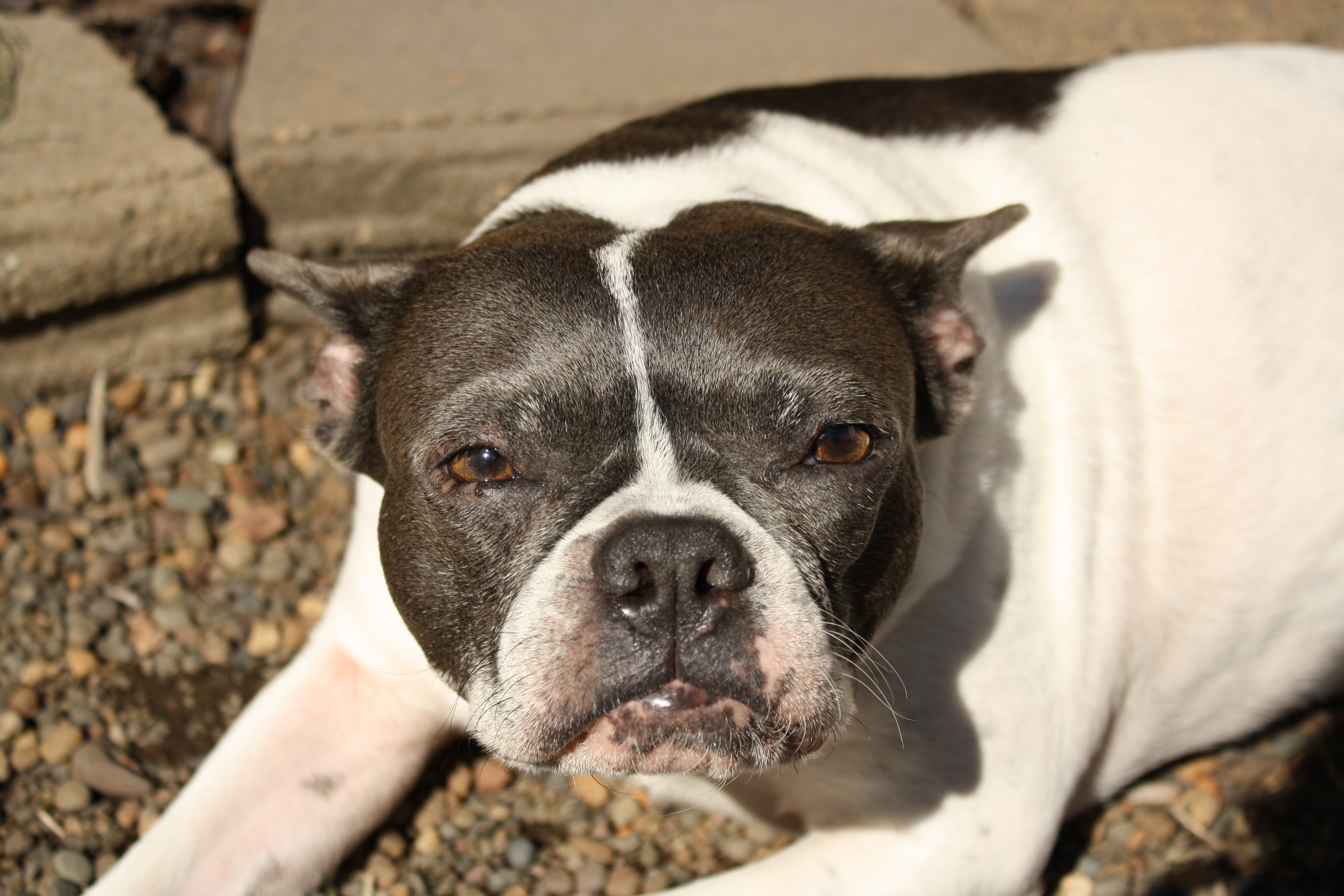 Close-up of Oreo