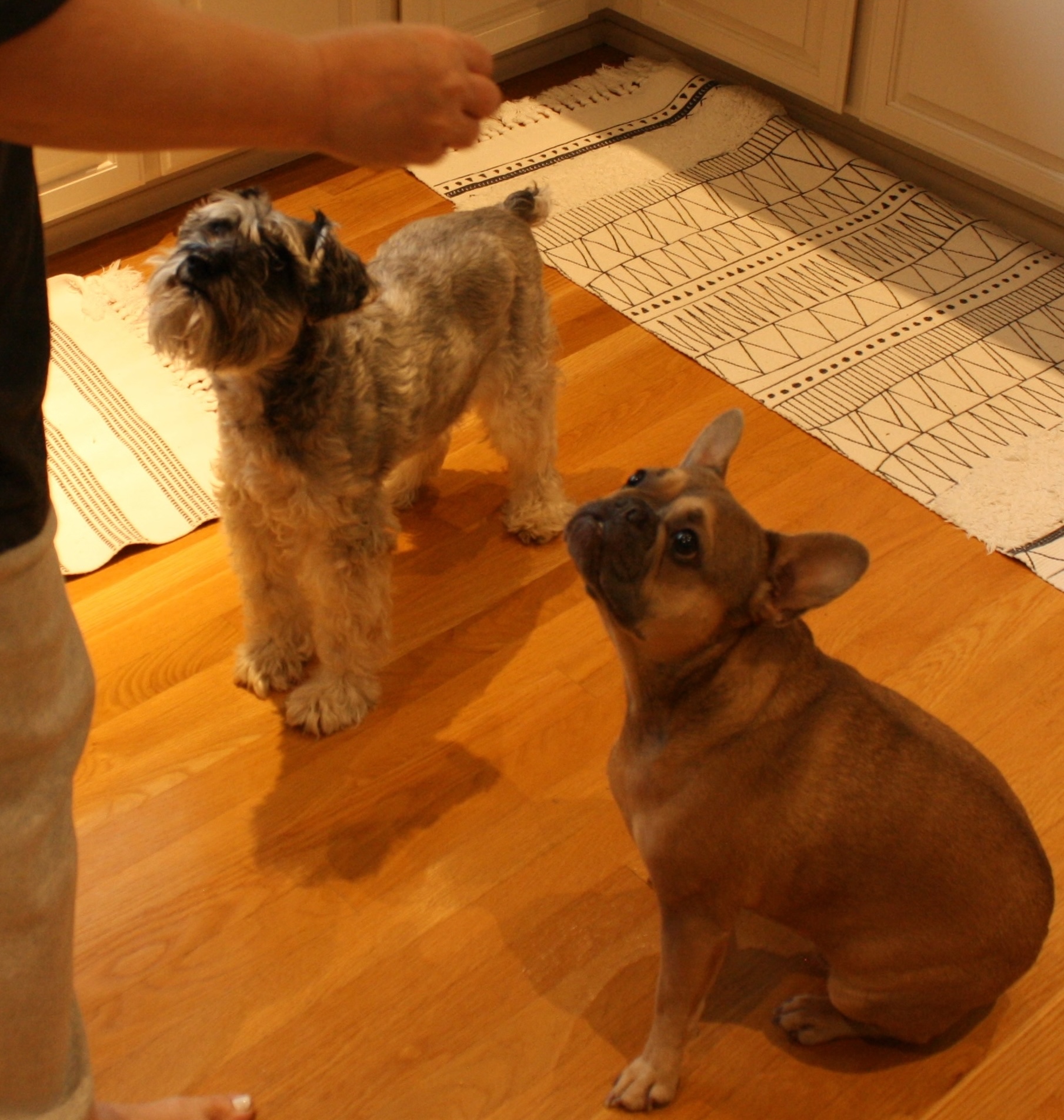 Two dogs eagerly waiting for treats with anticipation in their expressions